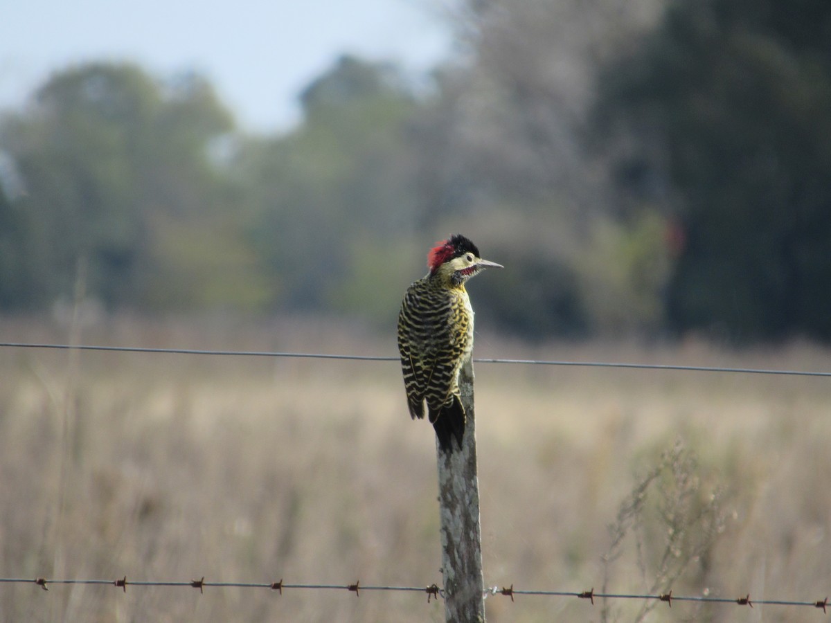 Green-barred Woodpecker - ML618903439