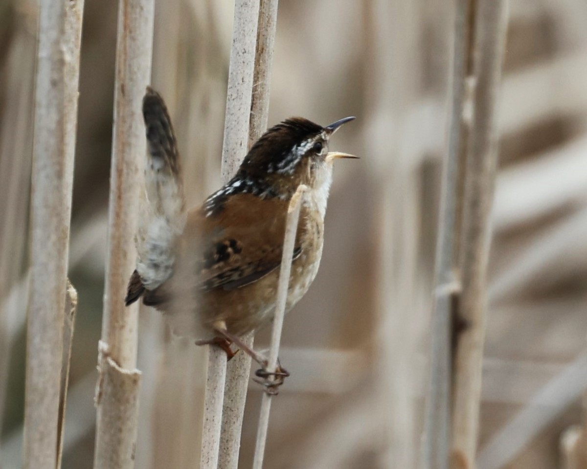 Marsh Wren - Rita  Flores Wiskowski