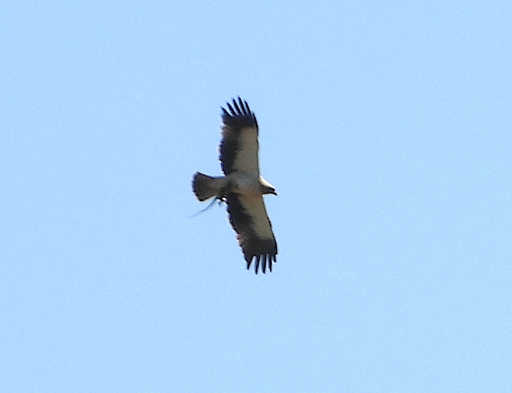 Booted Eagle - Antonio Varona Peña