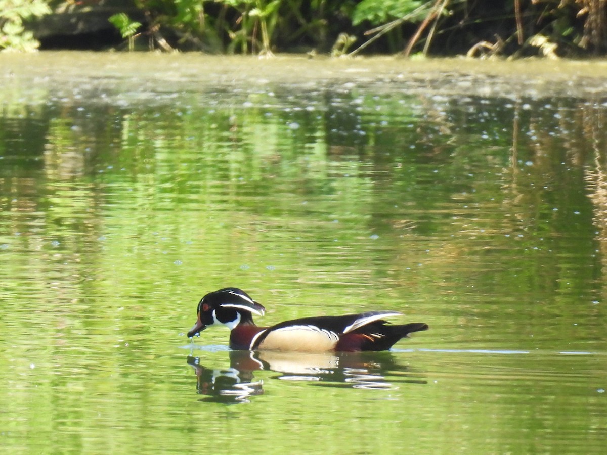 Wood Duck - Tina Toth