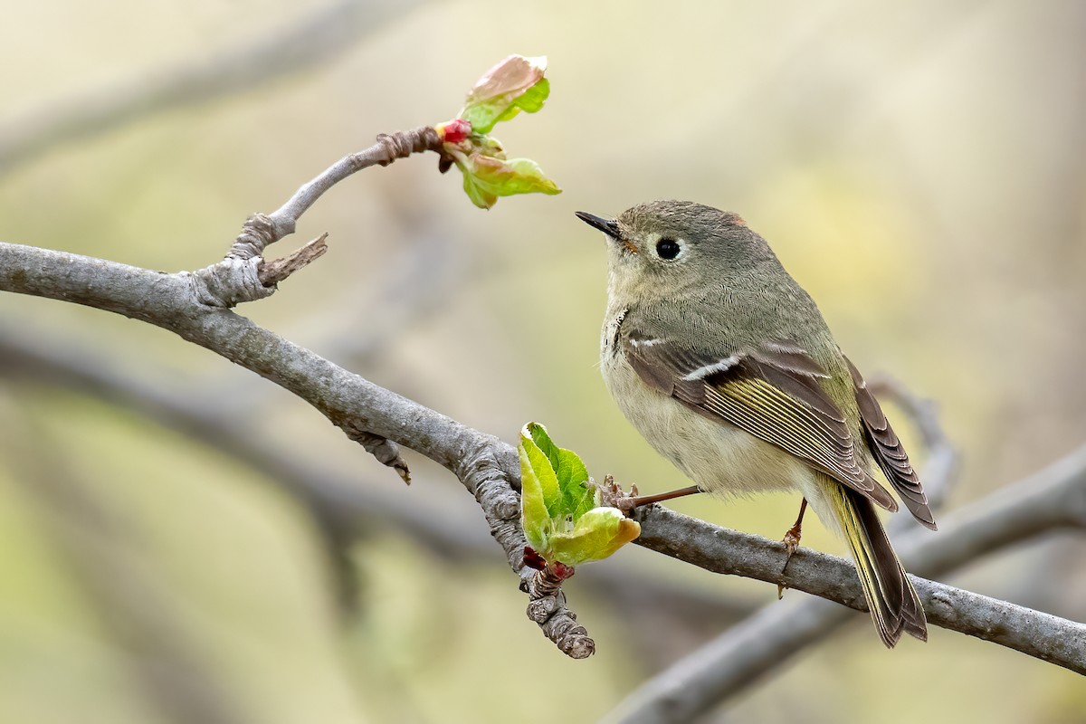 Ruby-crowned Kinglet - Michèle Beaulieu