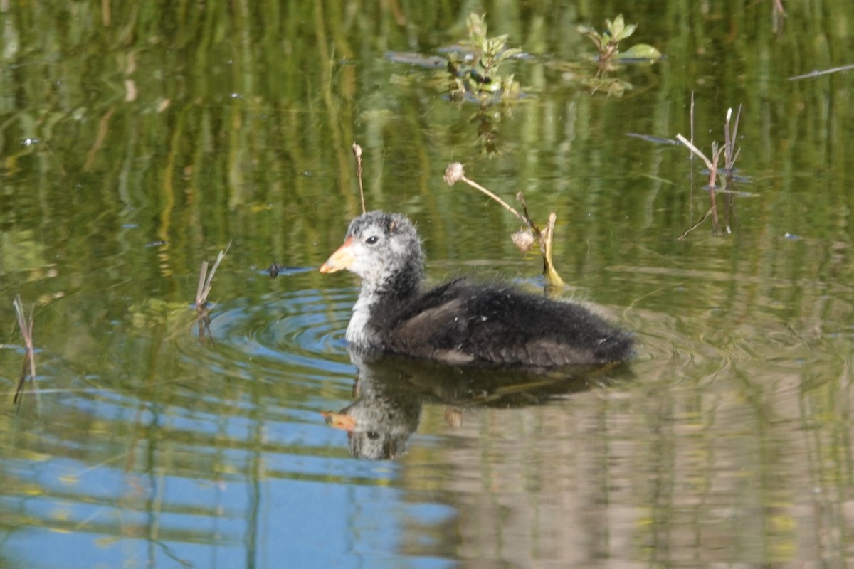 American Coot - Kimball Garrett