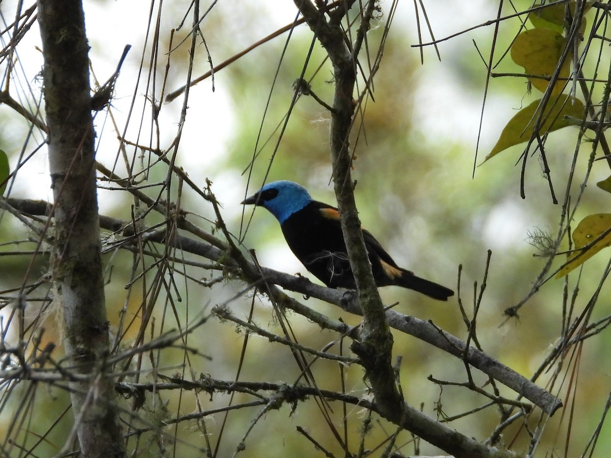 Blue-necked Tanager - Manuel Pérez R.