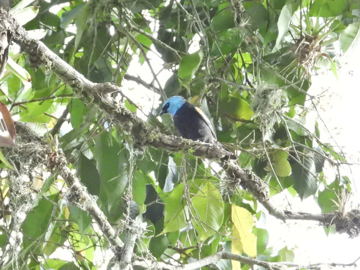 Blue-necked Tanager - Manuel Pérez R.