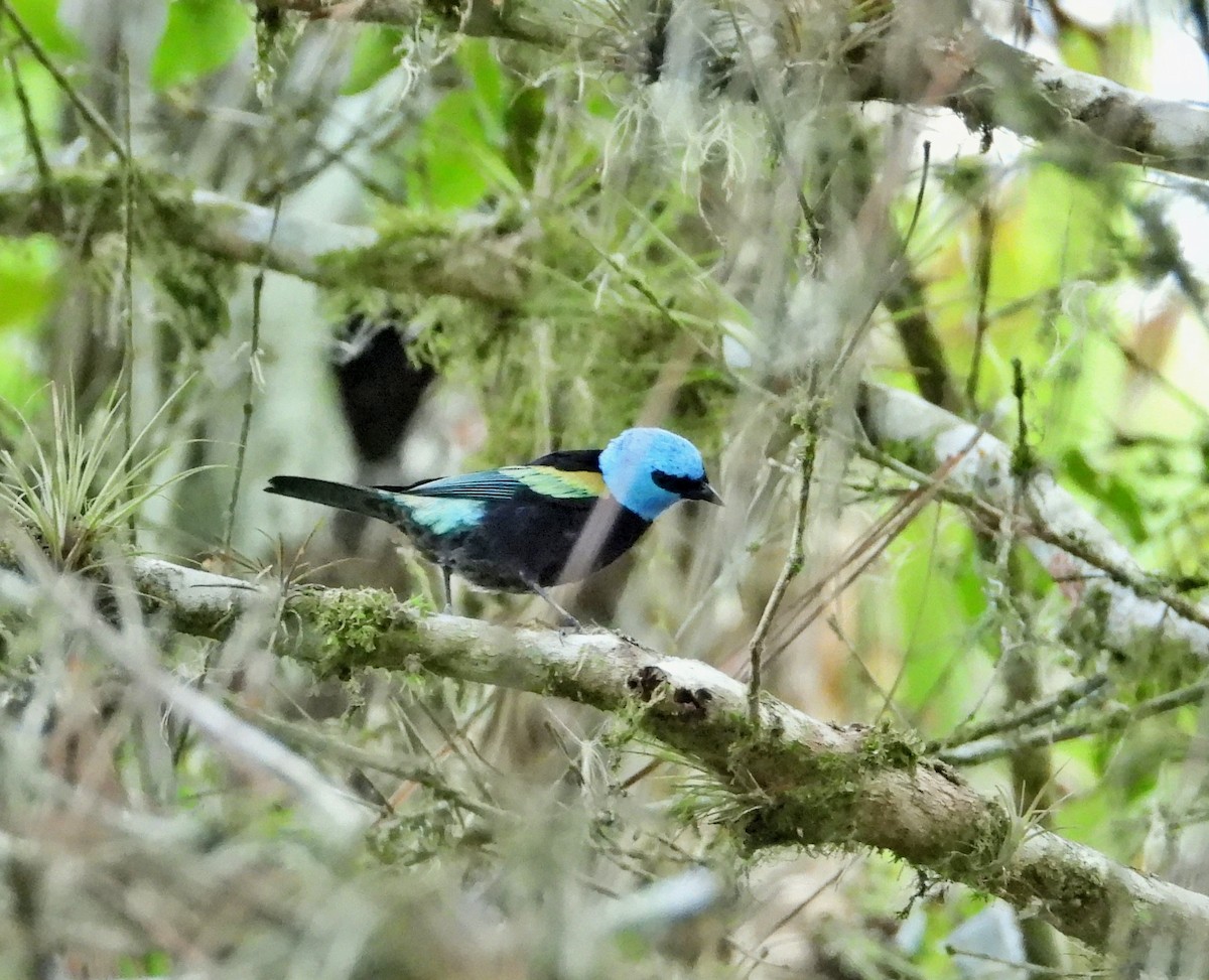 Blue-necked Tanager - Manuel Pérez R.