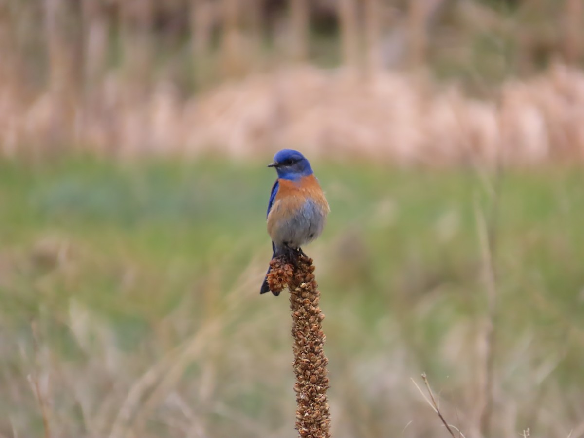 Western Bluebird - Peyton Jackson