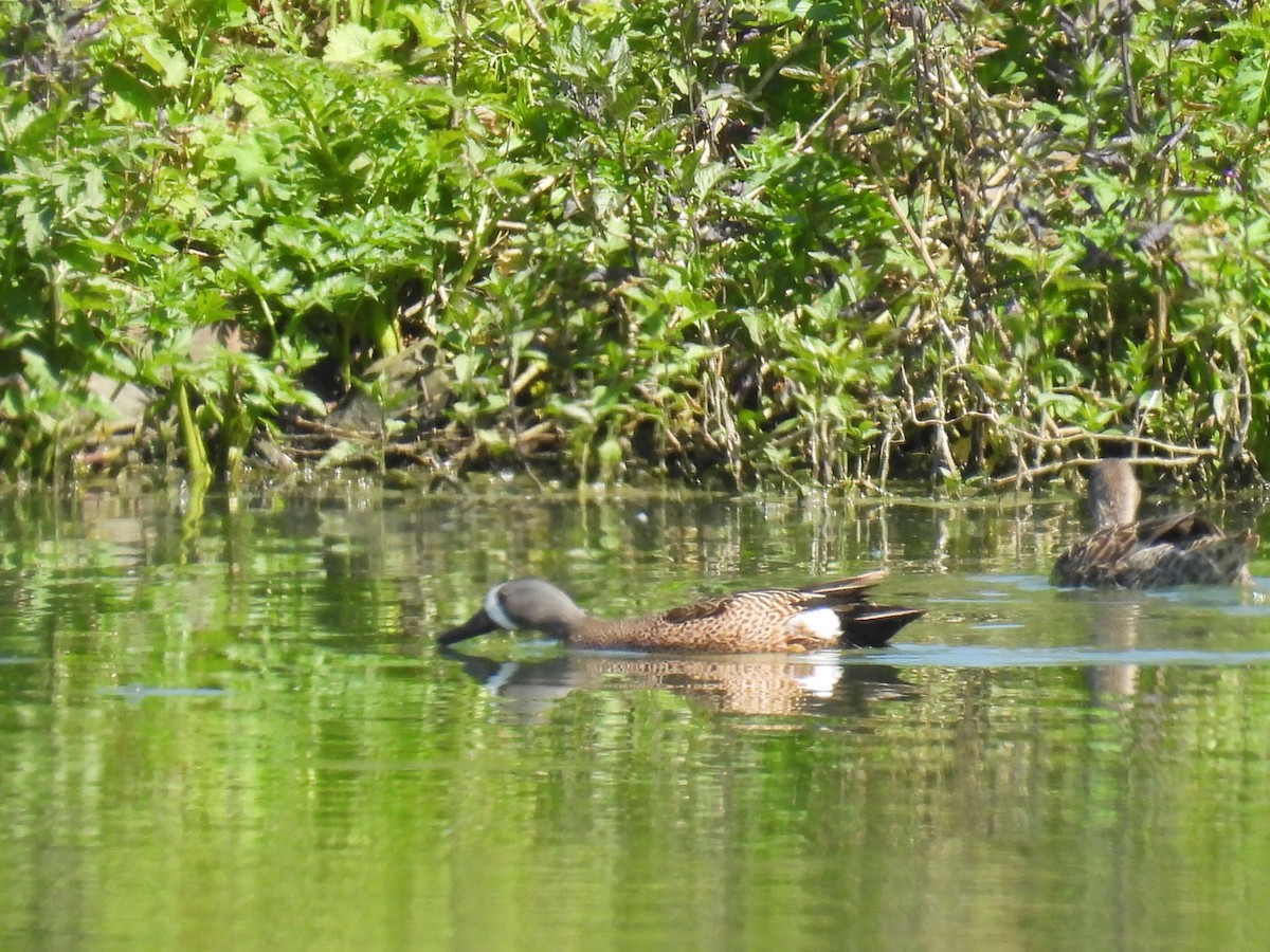 Blue-winged Teal - Tina Toth