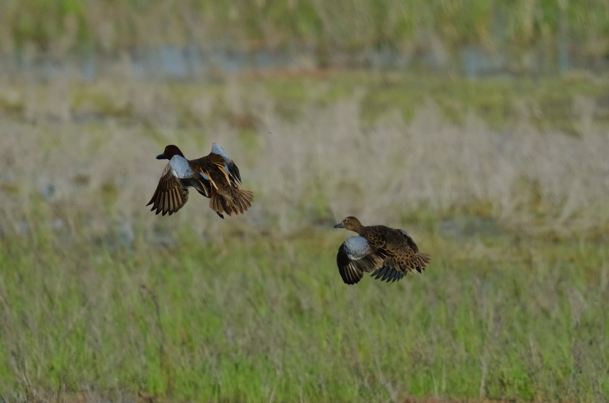 Cinnamon Teal - Klaus Bielefeldt