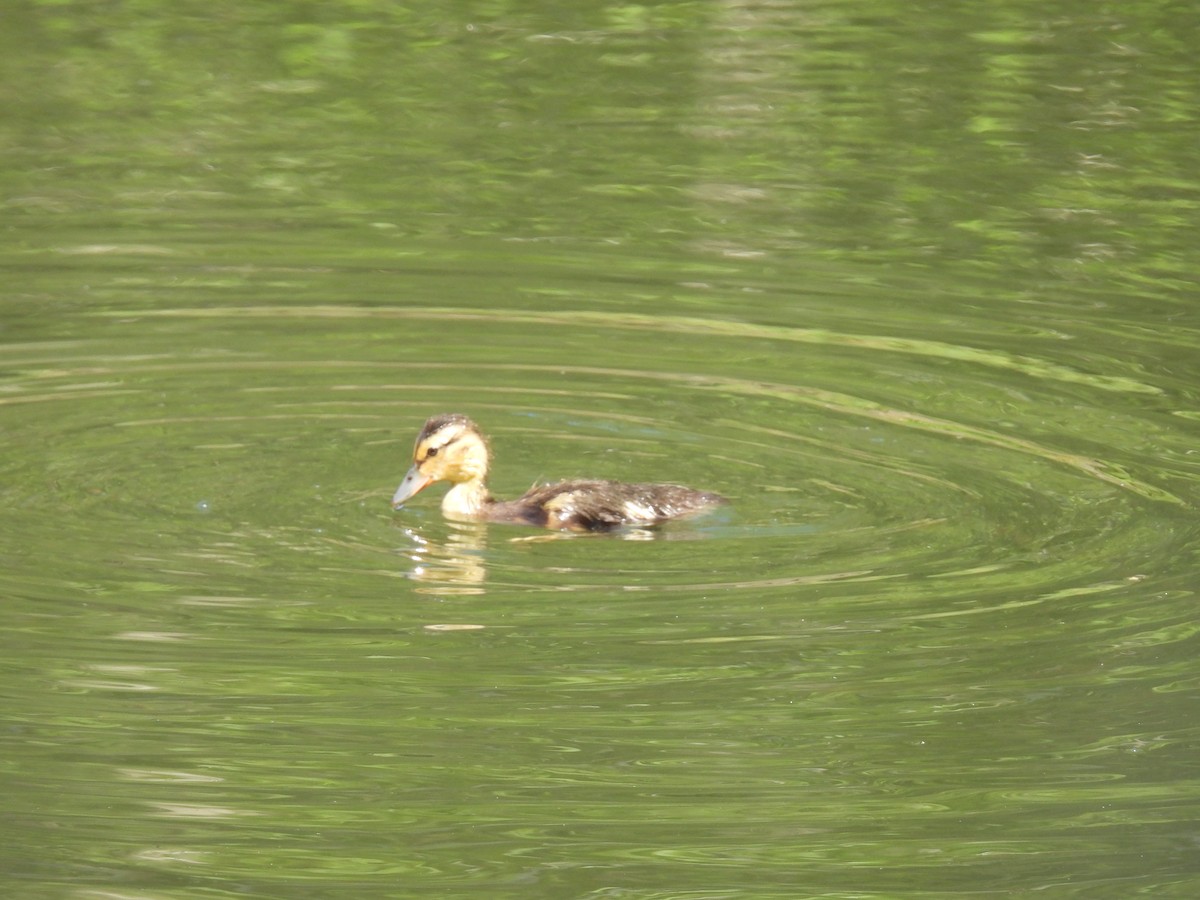 Mallard - Tina Toth