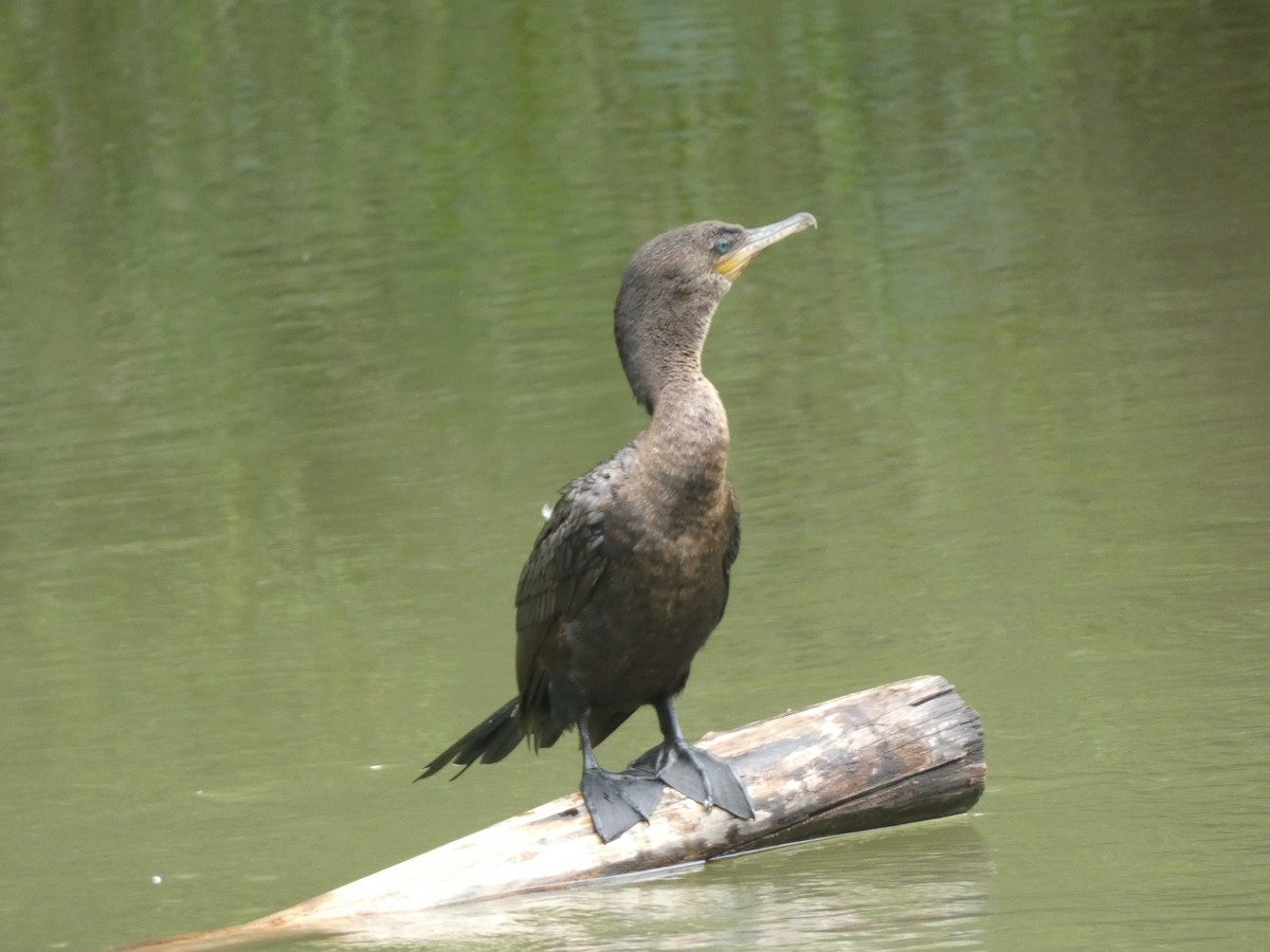 Double-crested Cormorant - ML618903528