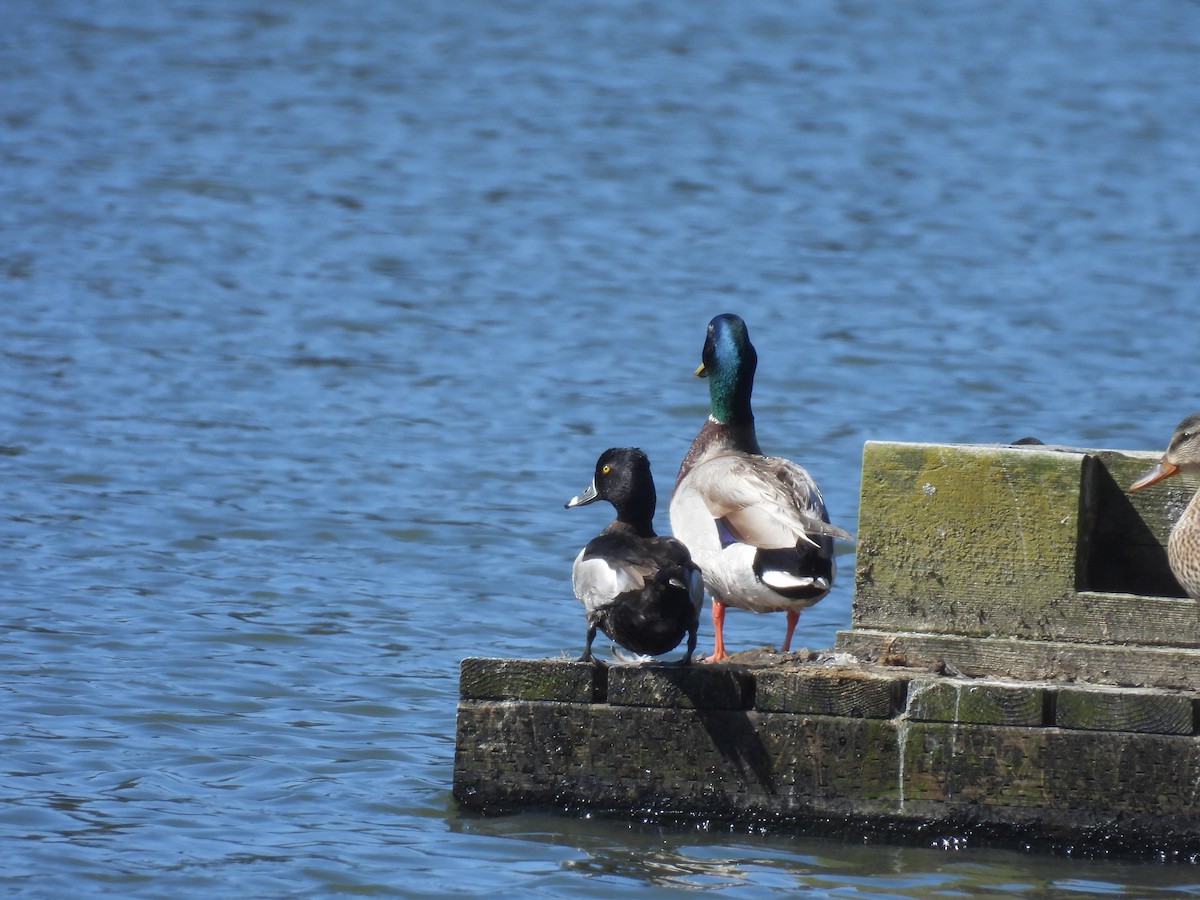 Ring-necked Duck - Tina Toth