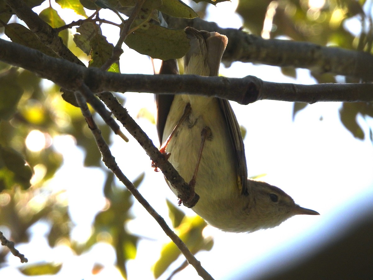 Western Bonelli's Warbler - Antonio Varona Peña