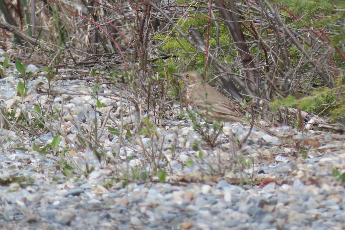 Sage Thrasher - Shane Dollman