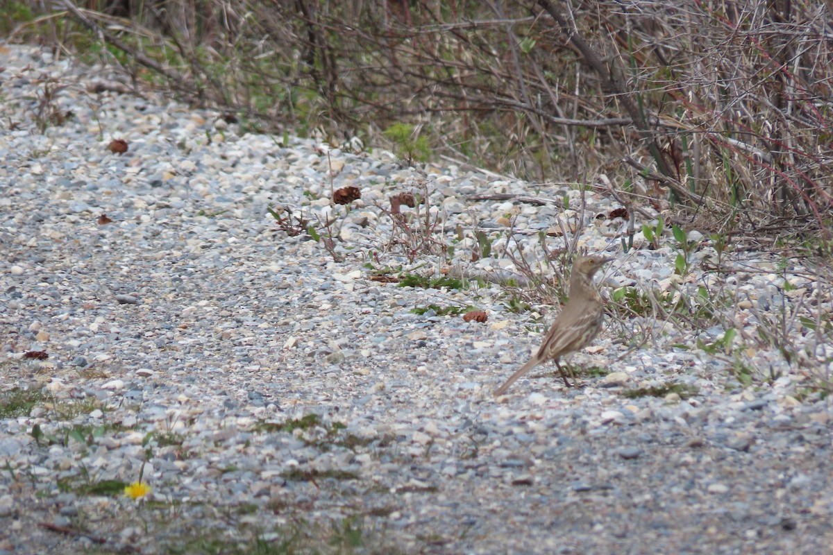 Sage Thrasher - Shane Dollman