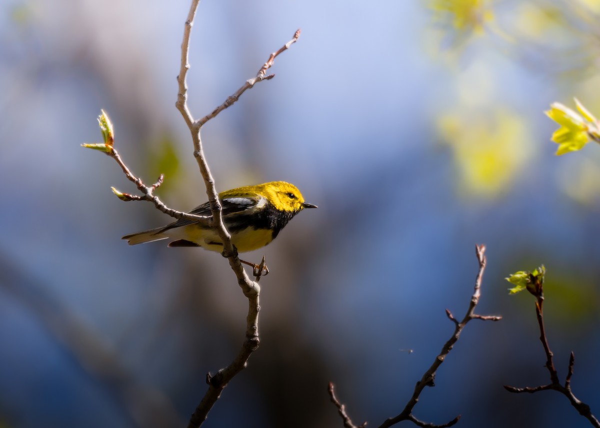 Black-throated Green Warbler - Roxanne Guérette