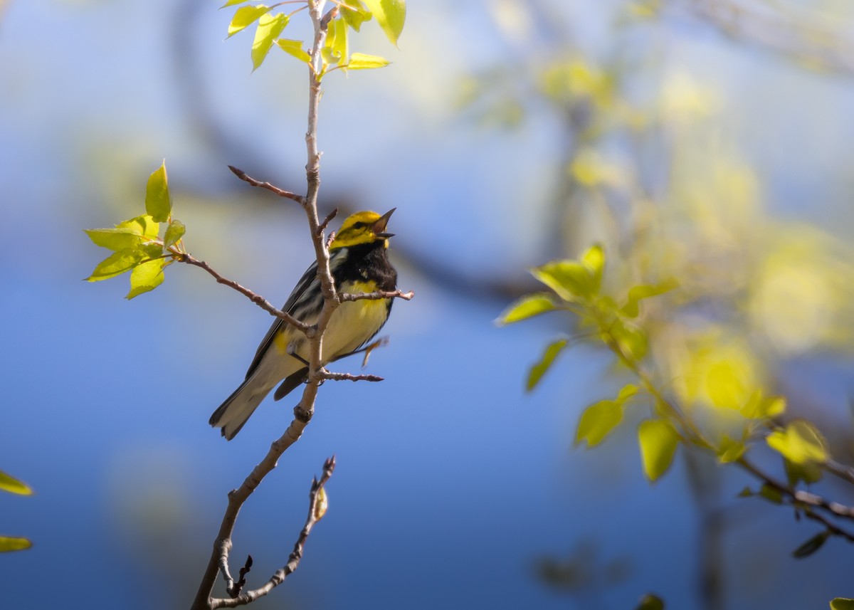 Black-throated Green Warbler - Roxanne Guérette