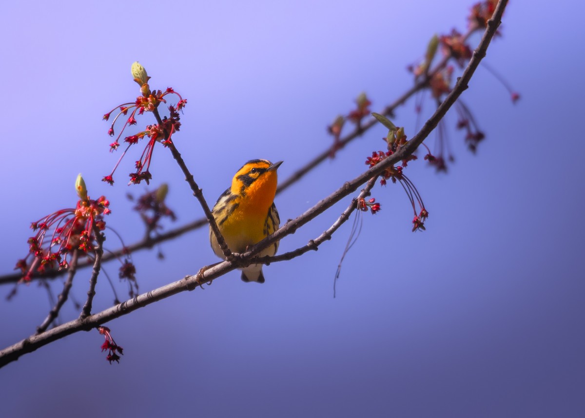 Blackburnian Warbler - Roxanne Guérette