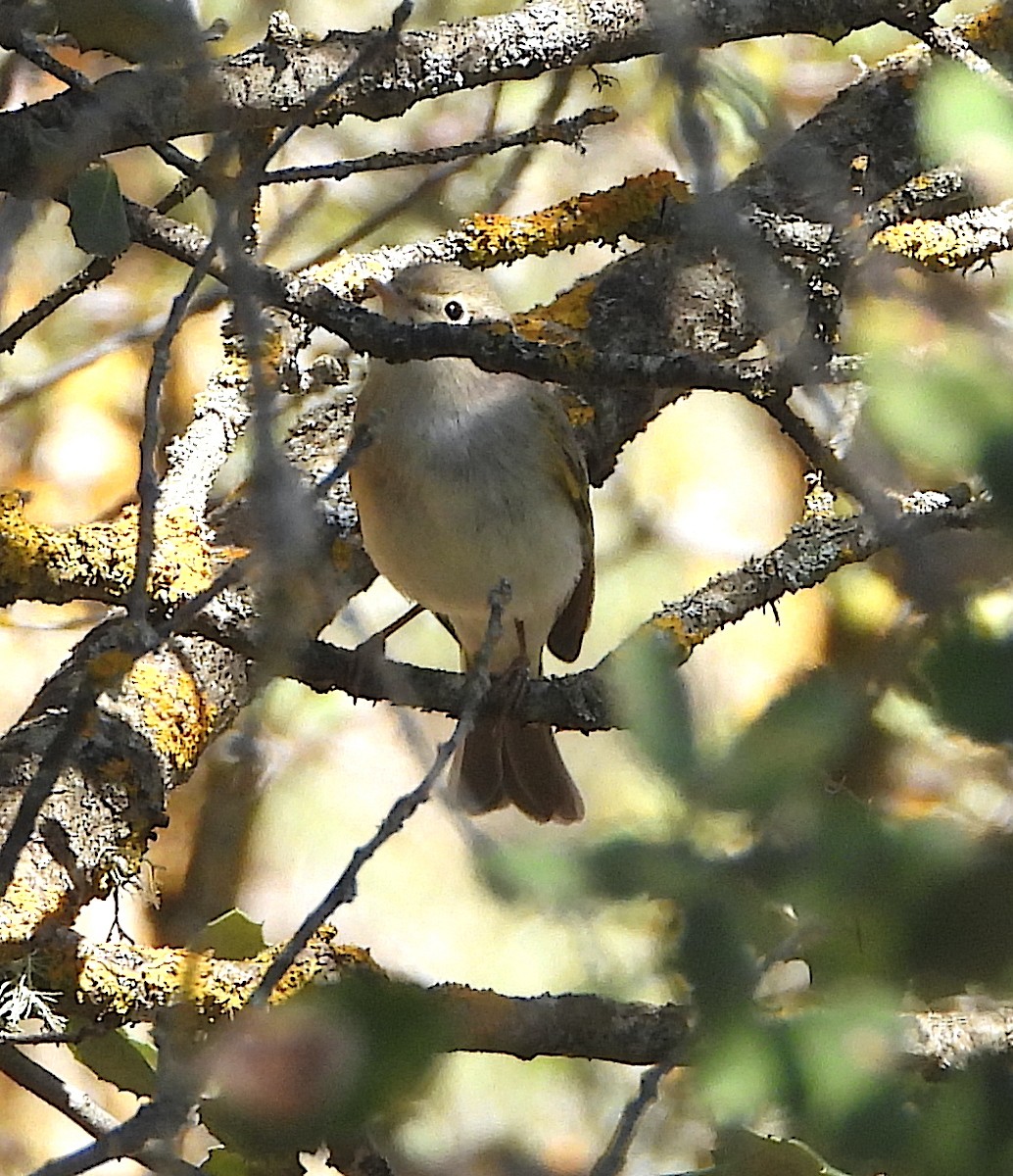 Western Bonelli's Warbler - Antonio Varona Peña