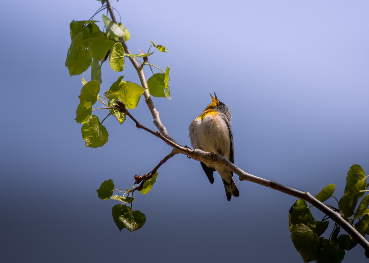 Northern Parula - Roxanne Guérette