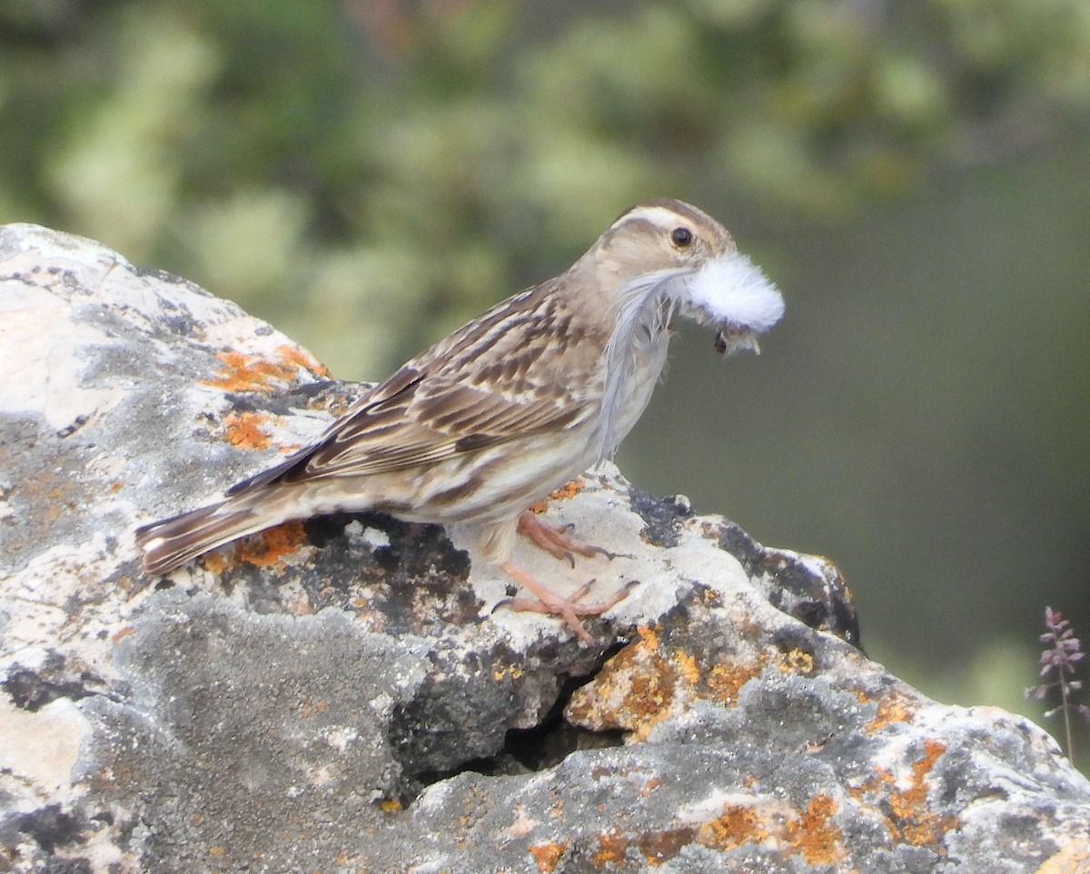 Rock Sparrow - Antonio Varona Peña