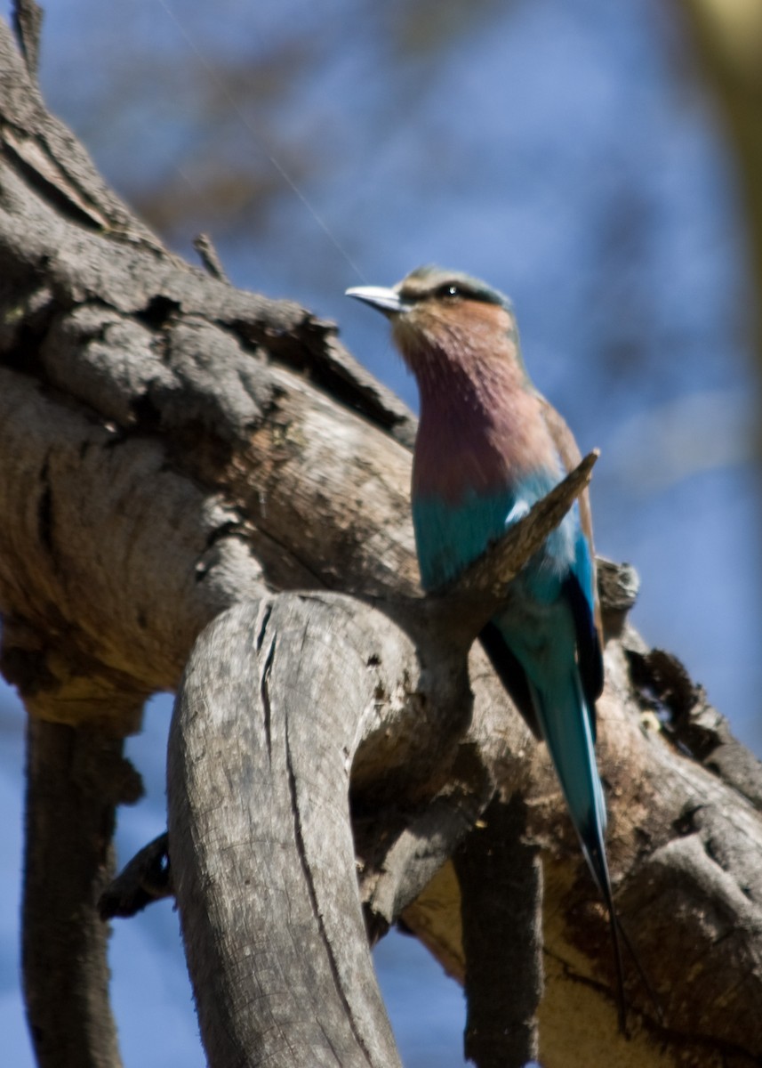 Lilac-breasted Roller - Tim Harrop