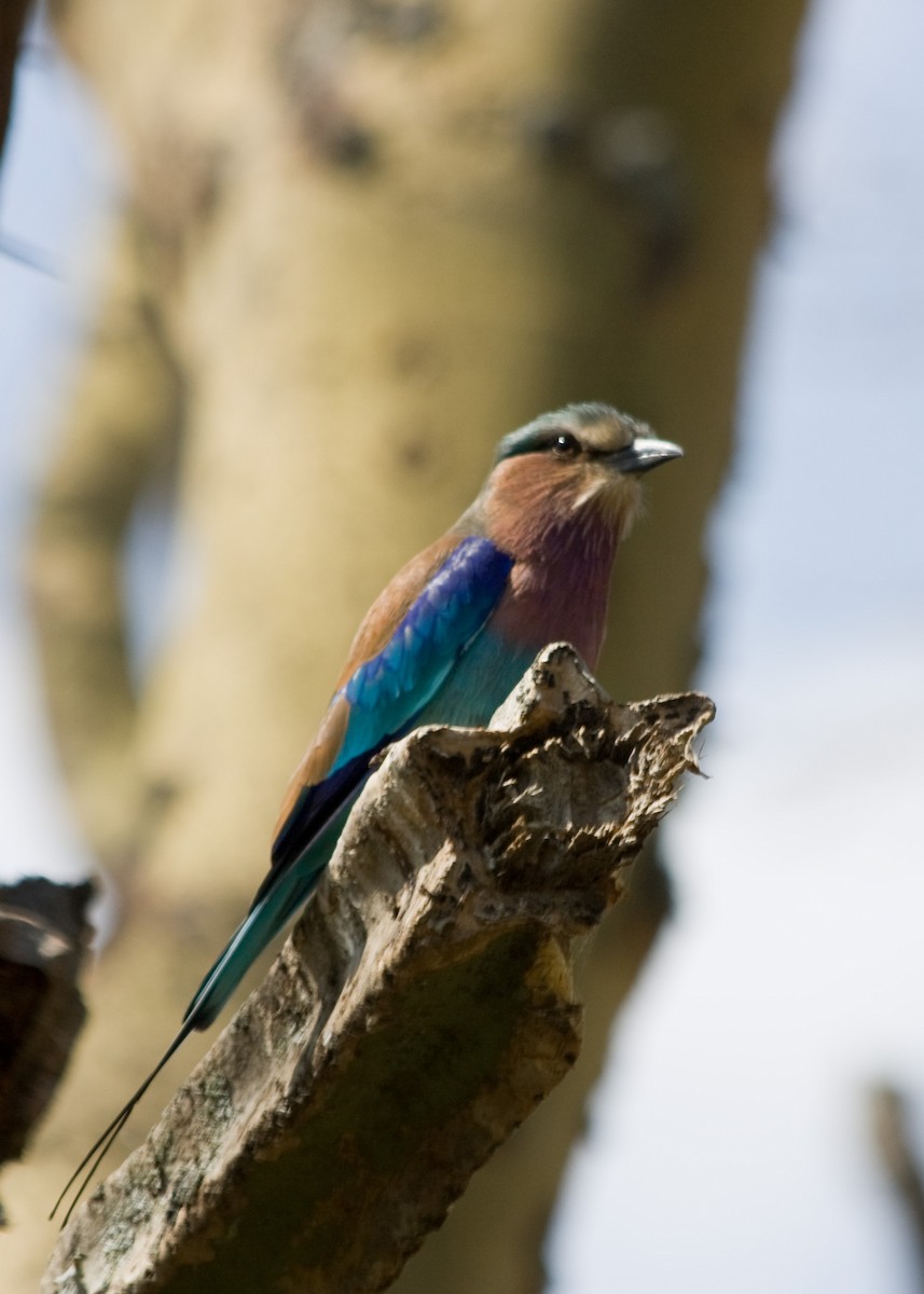 Lilac-breasted Roller - Tim Harrop