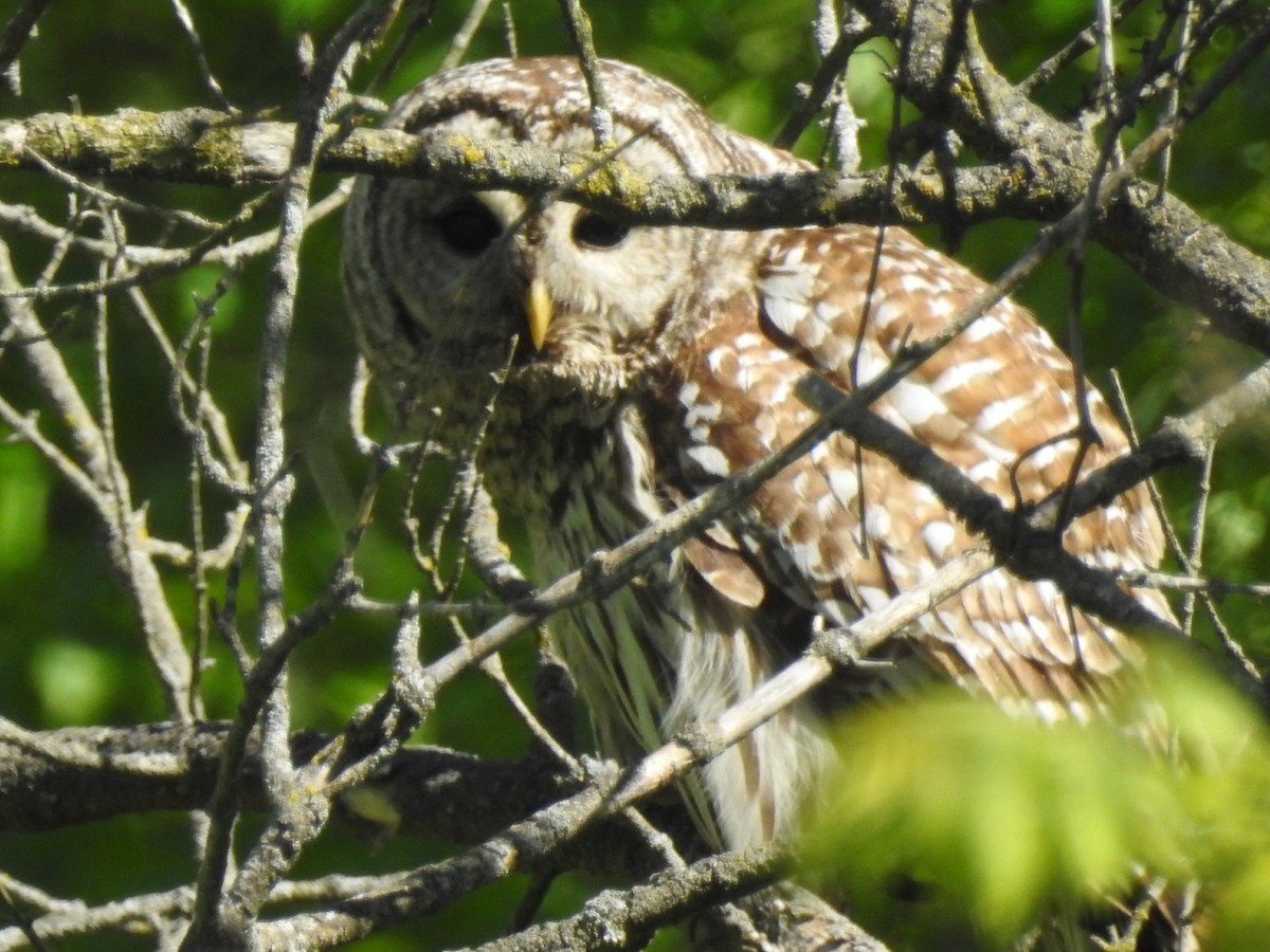 Barred Owl - ML618903590