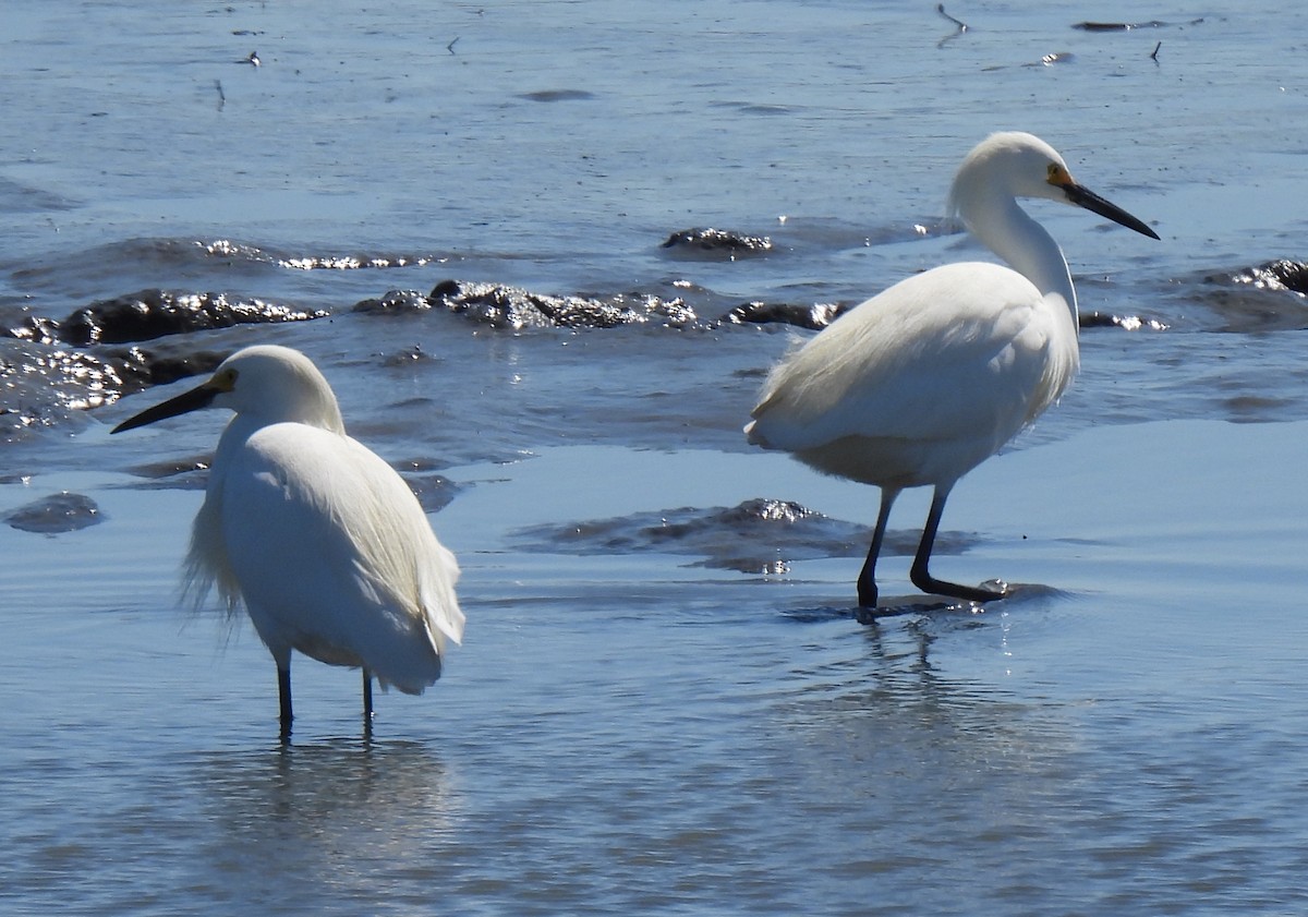 Snowy Egret - ML618903594