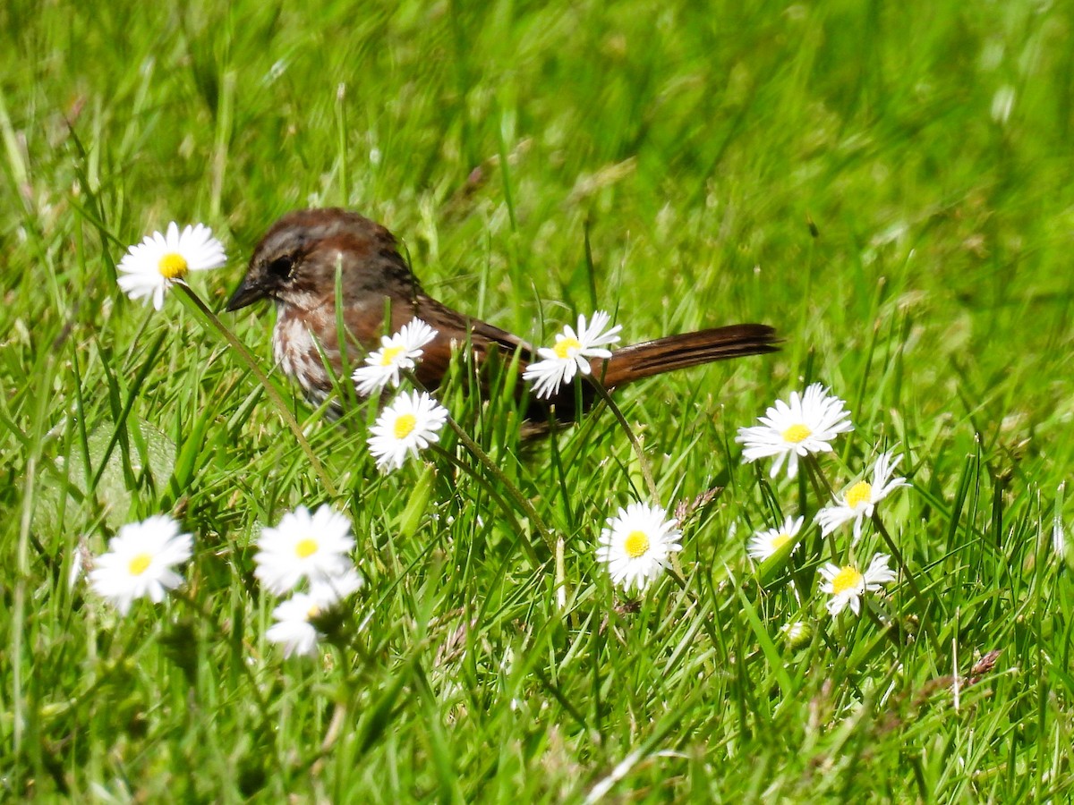 Song Sparrow - Tina Toth