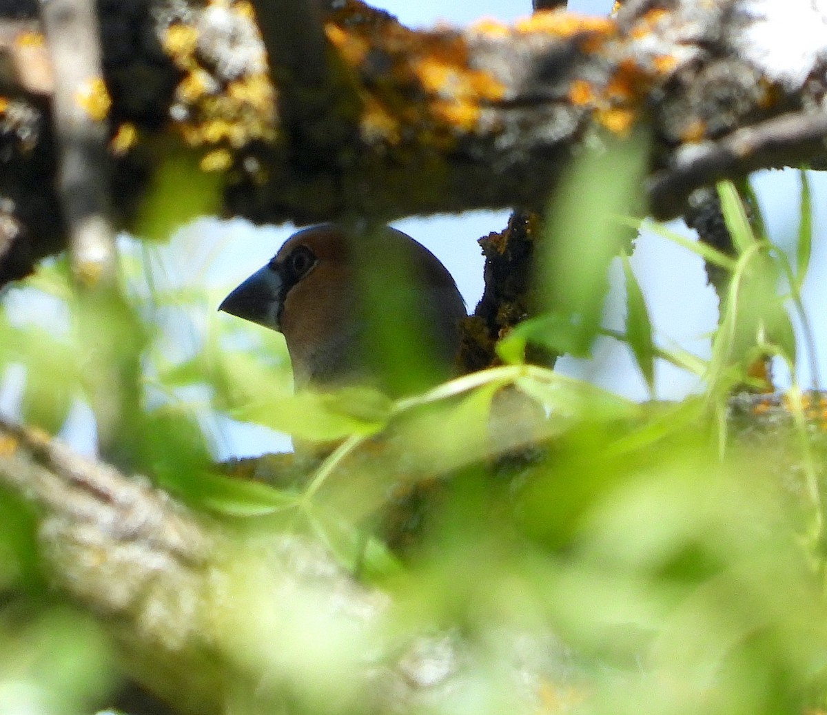 Hawfinch - Antonio Varona Peña