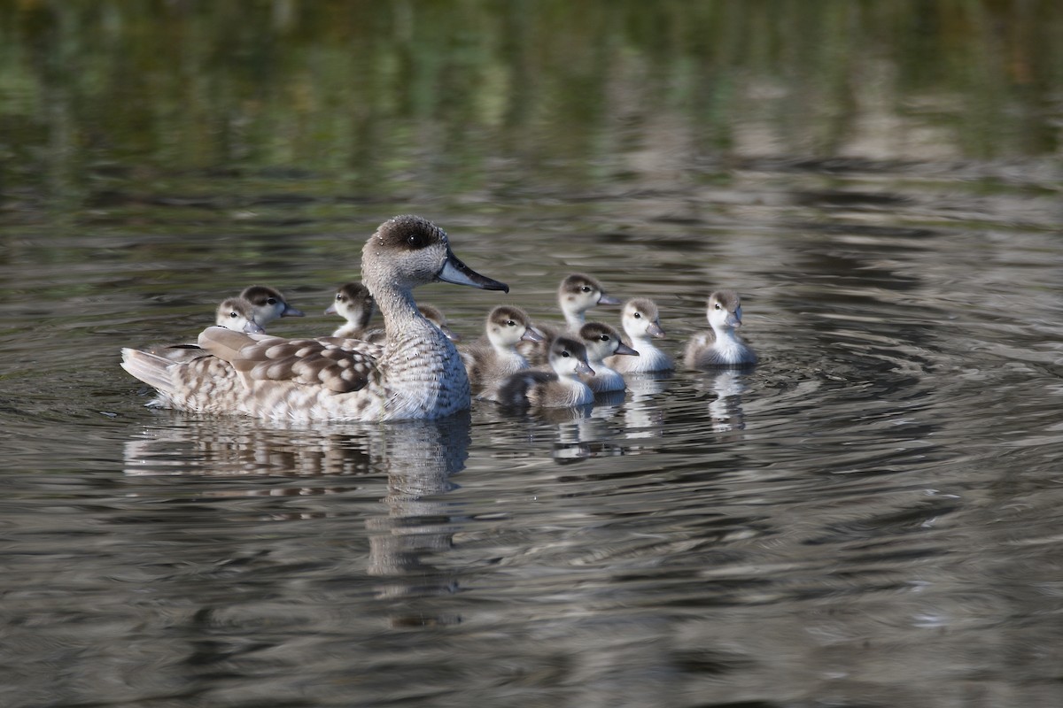 Marbled Duck - Santiago Caballero Carrera