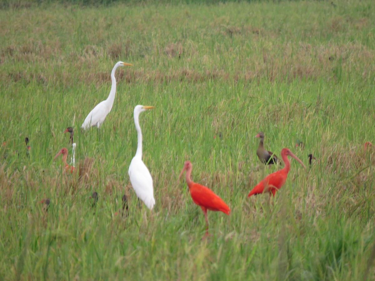 Scarlet Ibis - René Leal