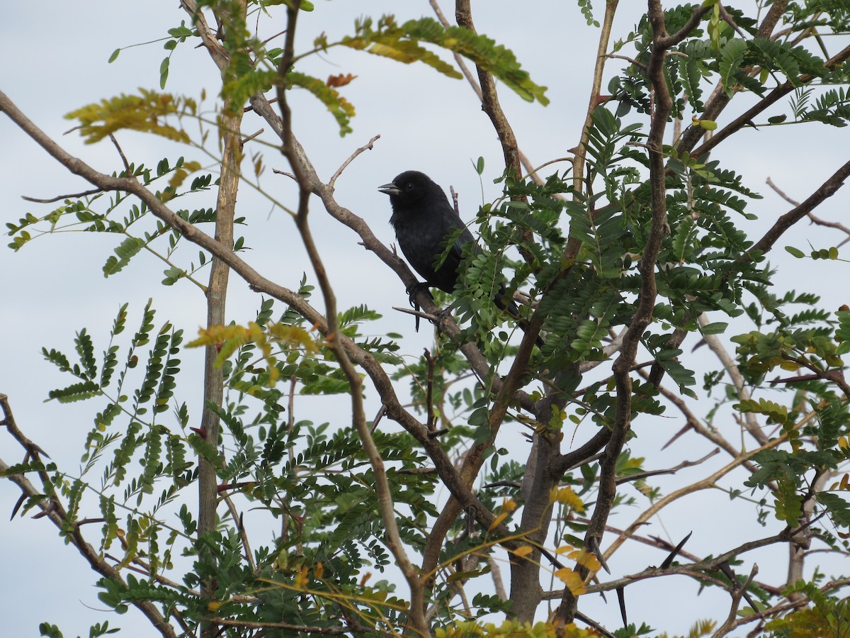 Screaming Cowbird - AndreLu AndreaVergara