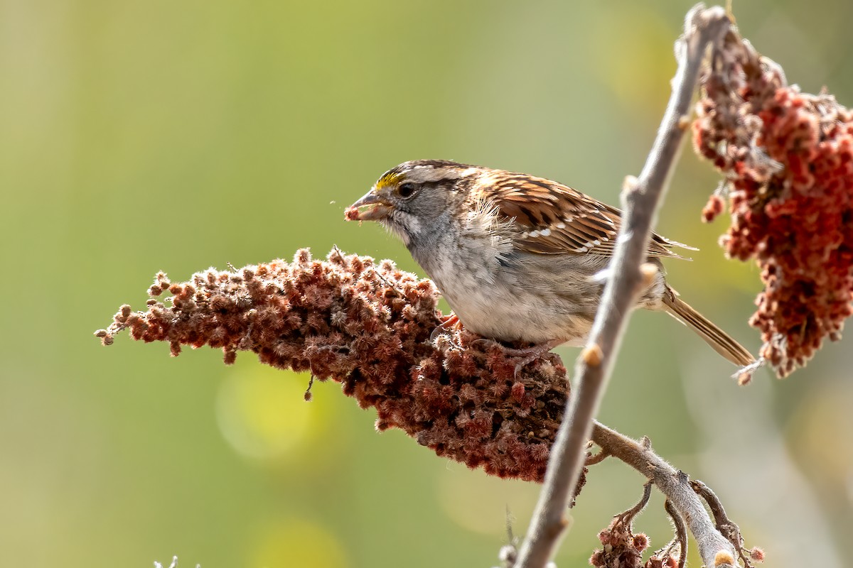 White-throated Sparrow - ML618903642