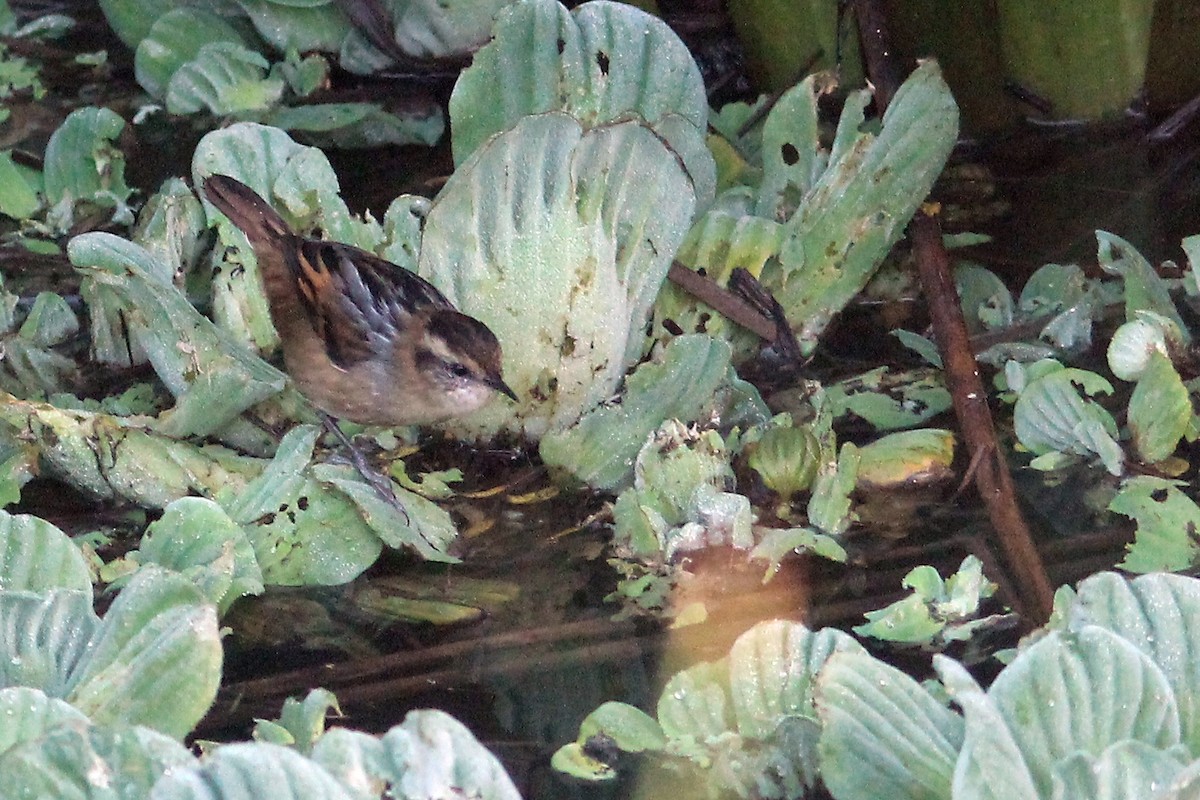 Wren-like Rushbird - Orlando Díaz