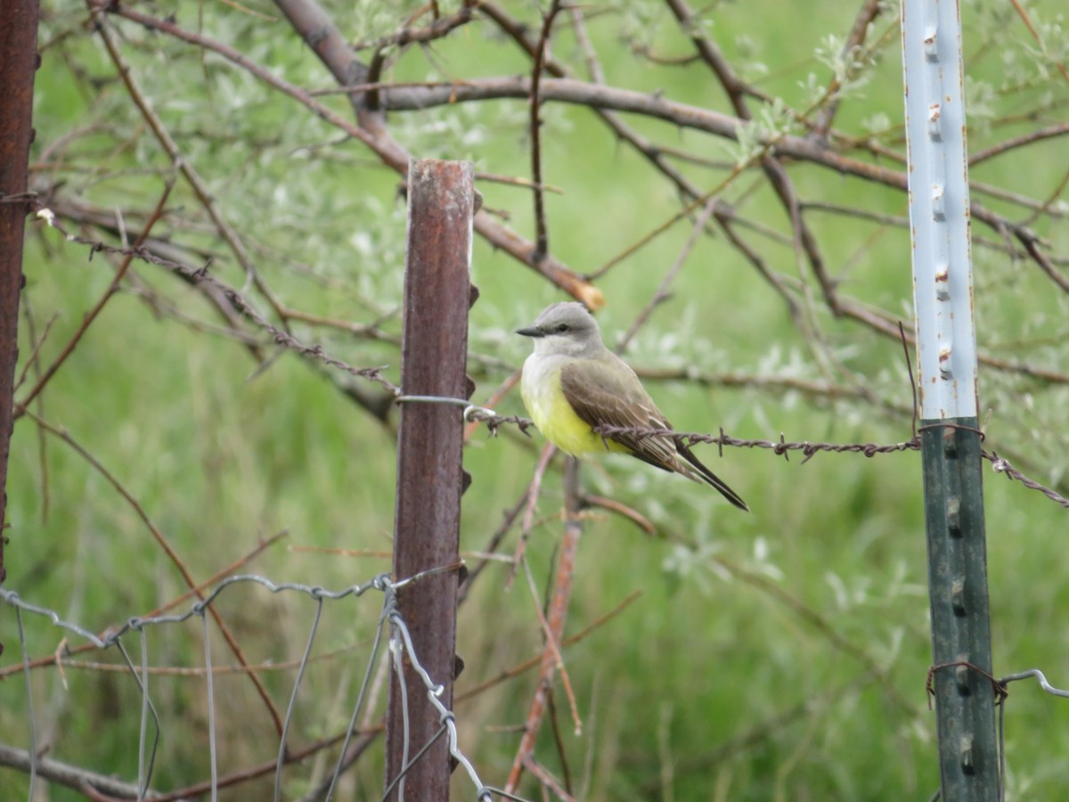 Western Kingbird - Marissa Noelle