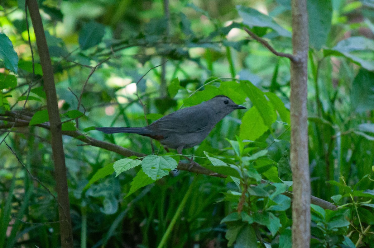 Gray Catbird - Breck Stenson