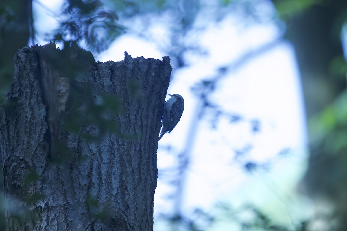 Eurasian Treecreeper - Kevin Cheng