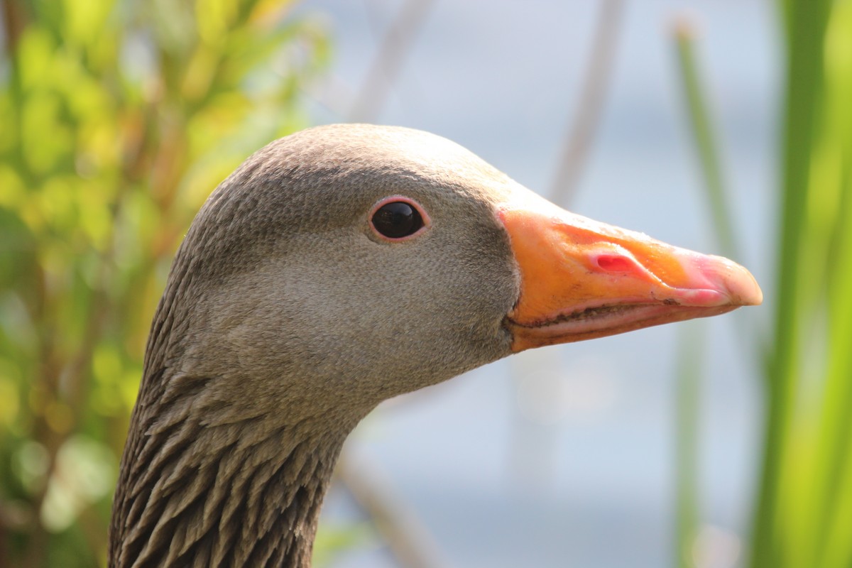 Graylag Goose - Kevin Cheng