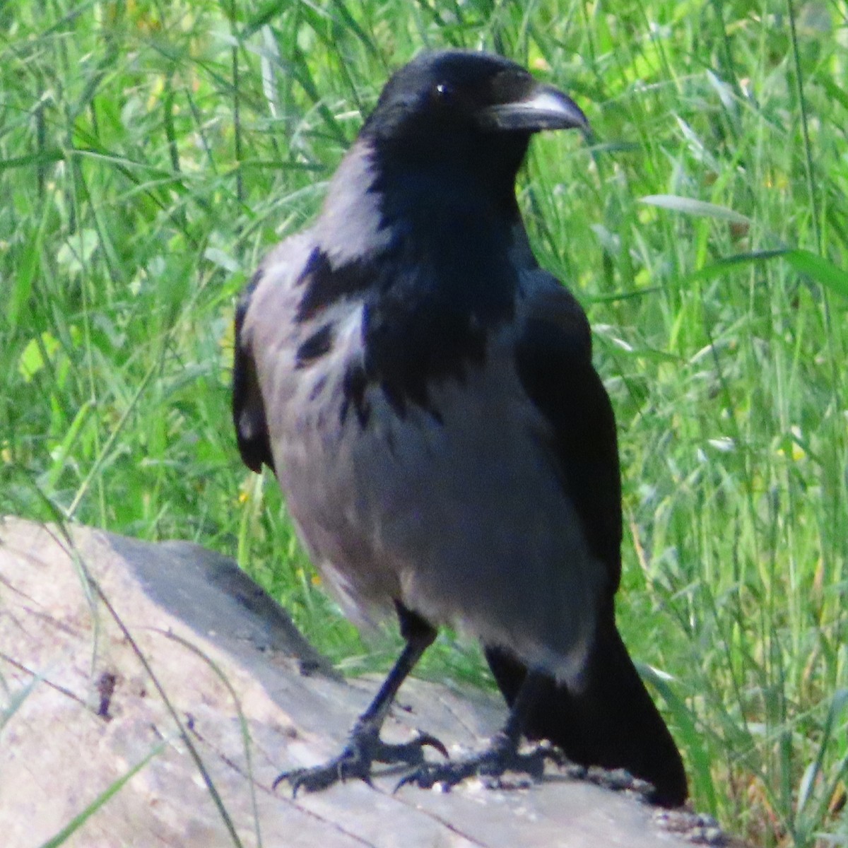 Hooded Crow - ML618903694