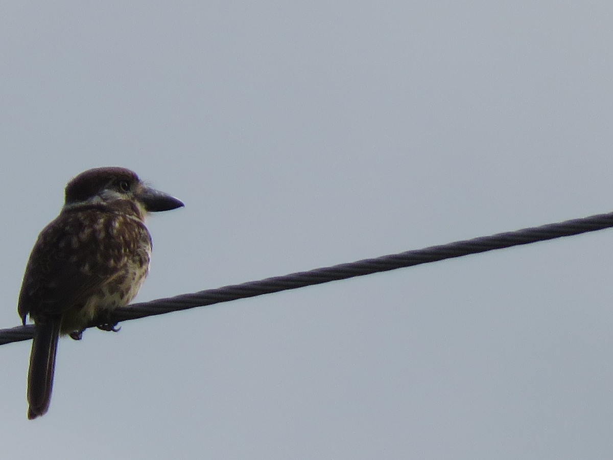 Two-banded Puffbird - ML618903704