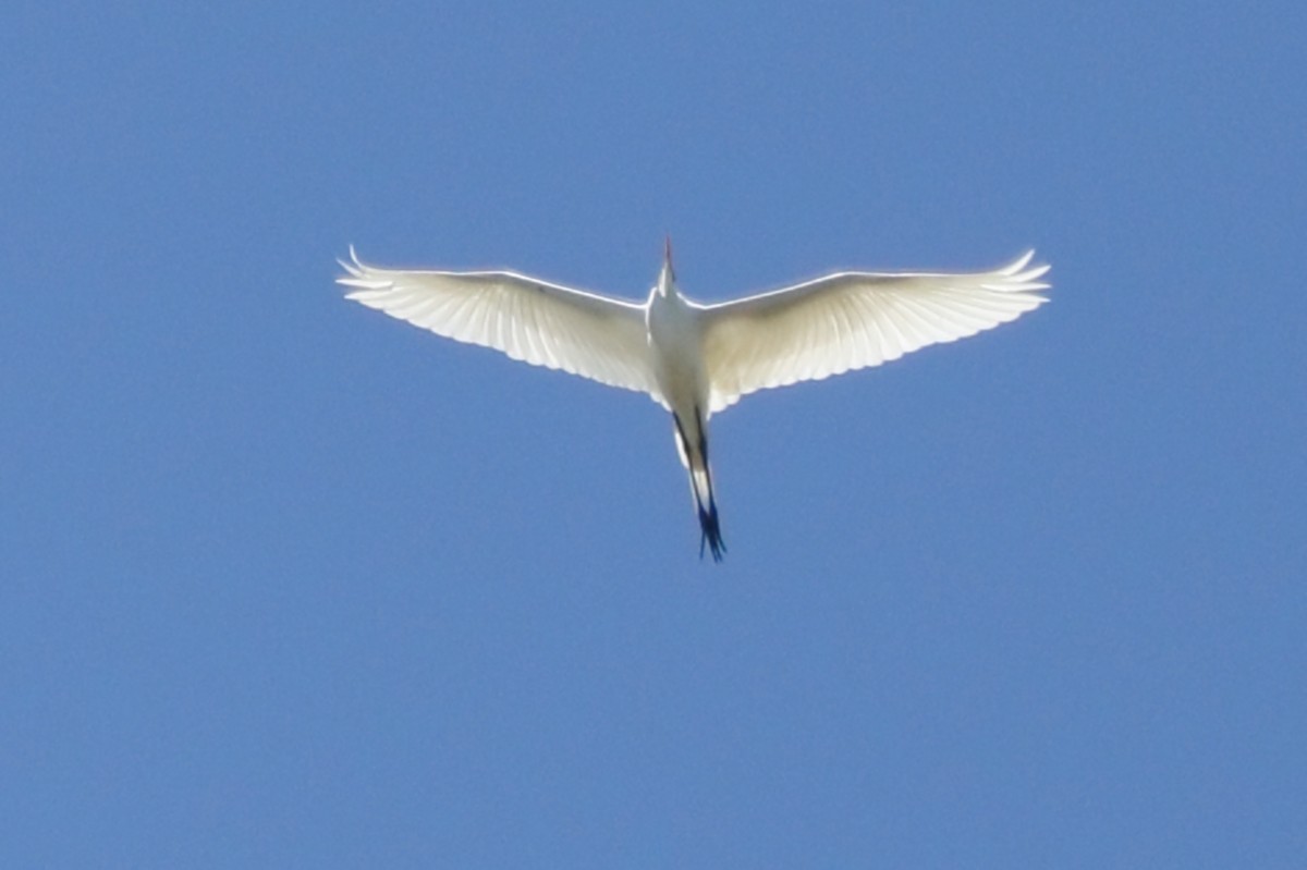 Great Egret - ML618903705