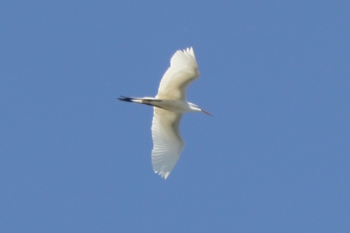 Great Egret - ML618903706