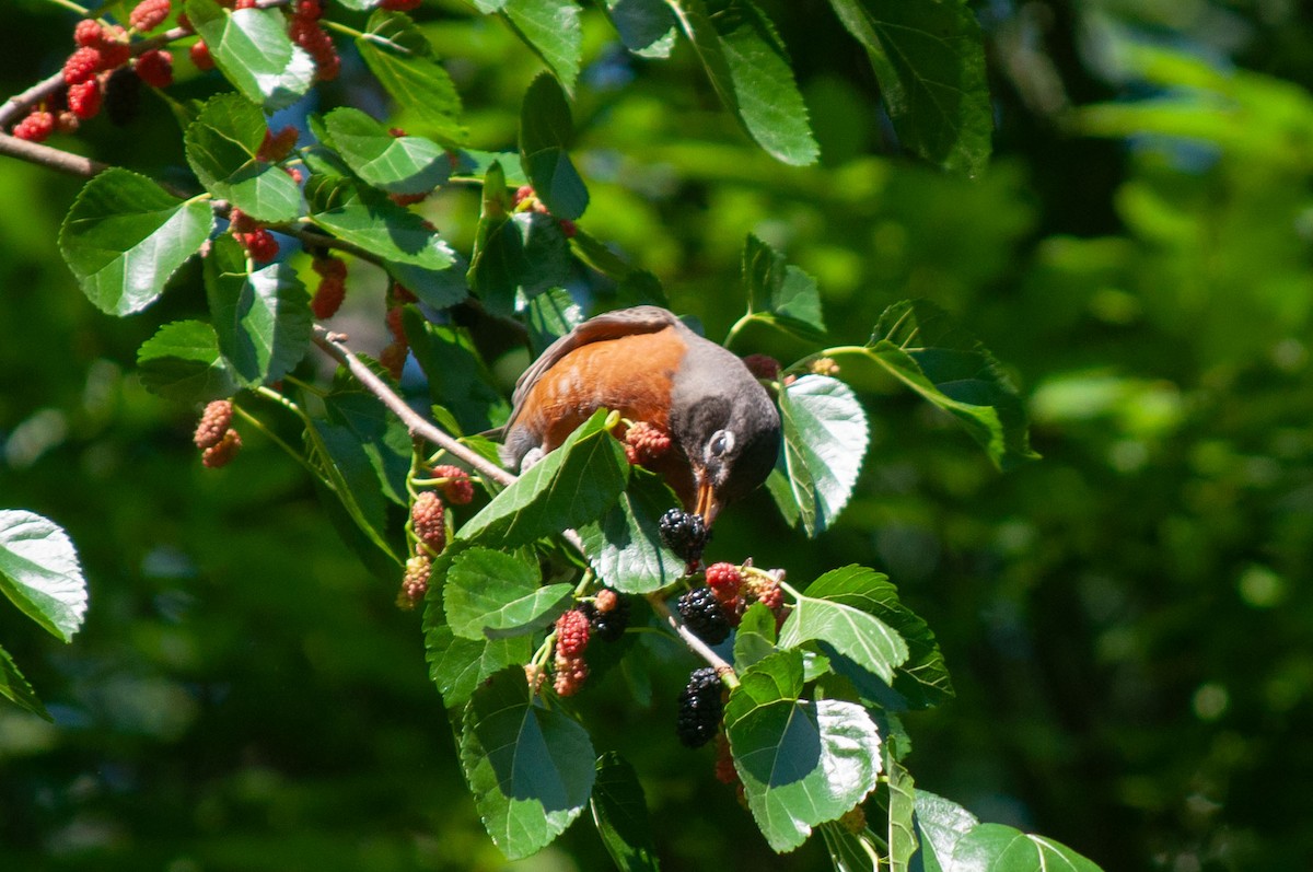 American Robin - Breck Stenson