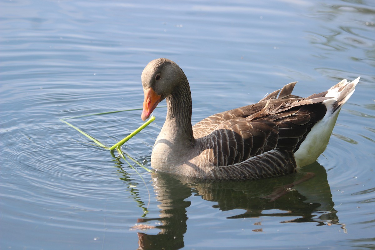 Graylag Goose - Kevin Cheng