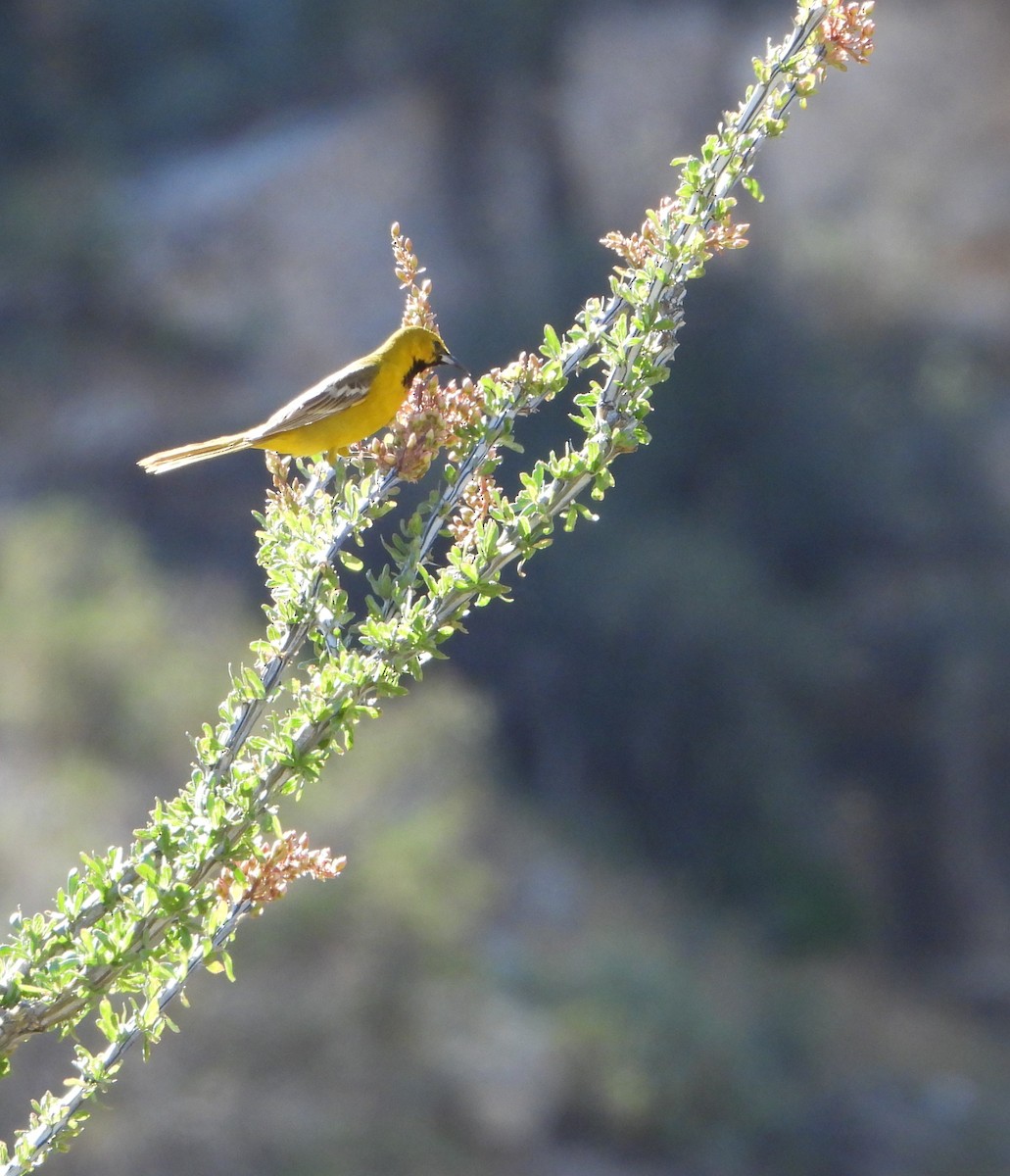 Hooded Oriole - Cynthia Elder