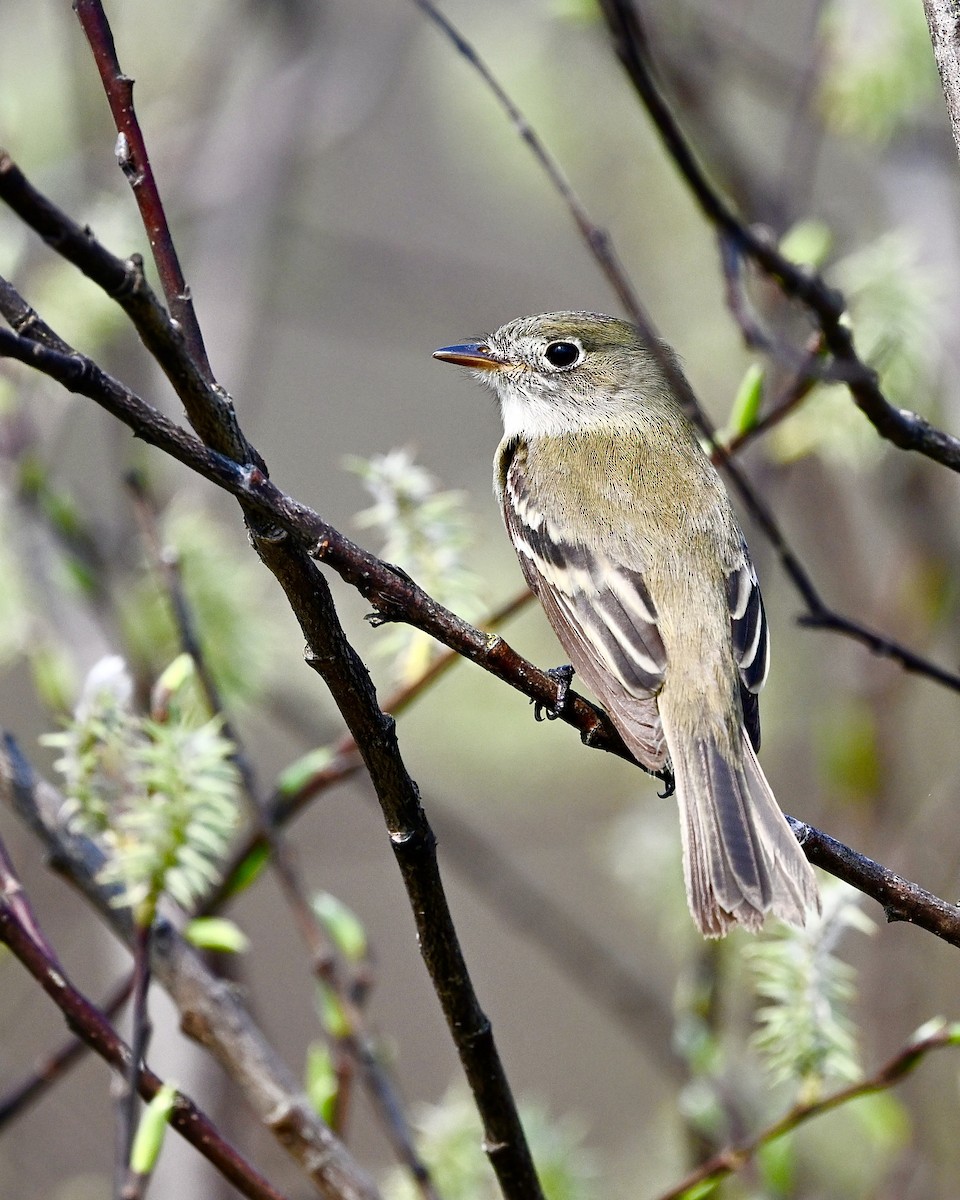 Least Flycatcher - Joe Wujcik