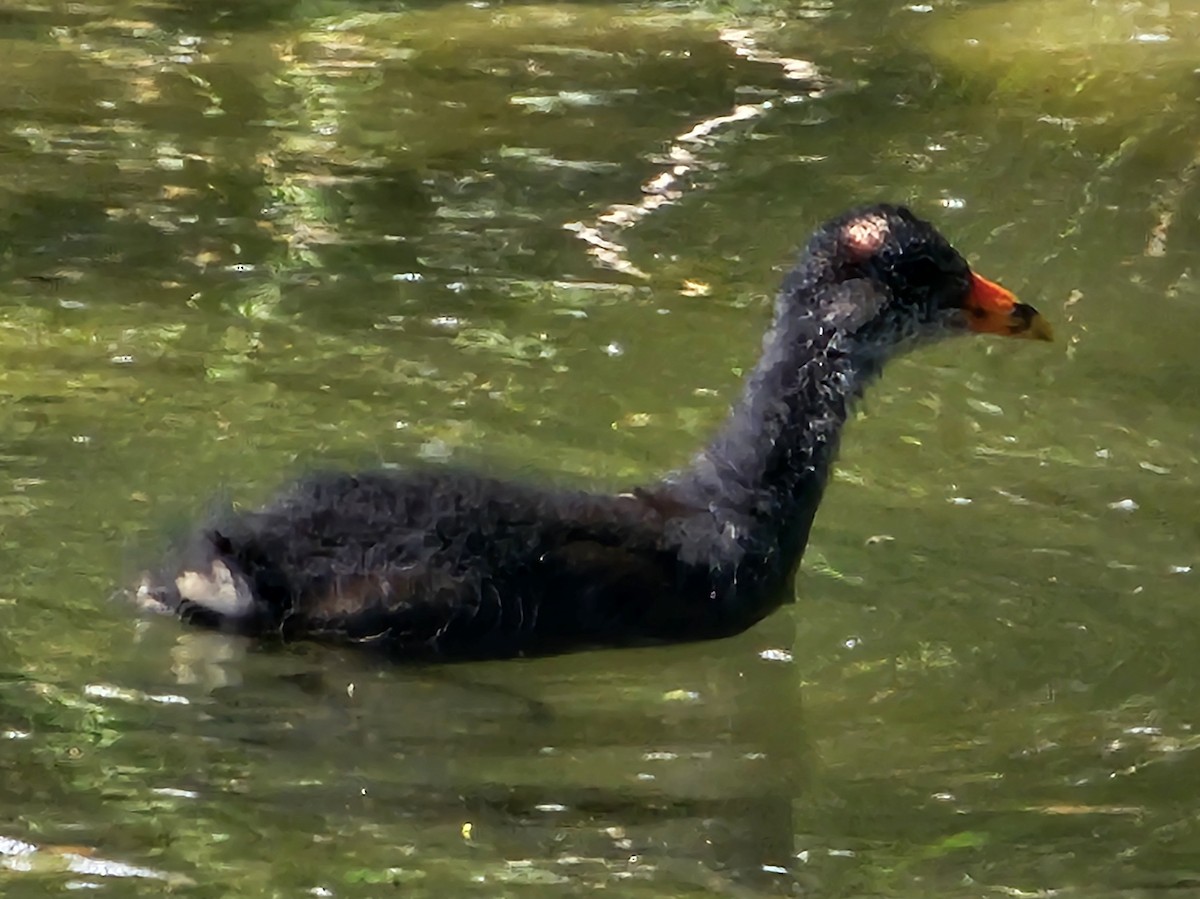 Common Gallinule - Graeme Hinde