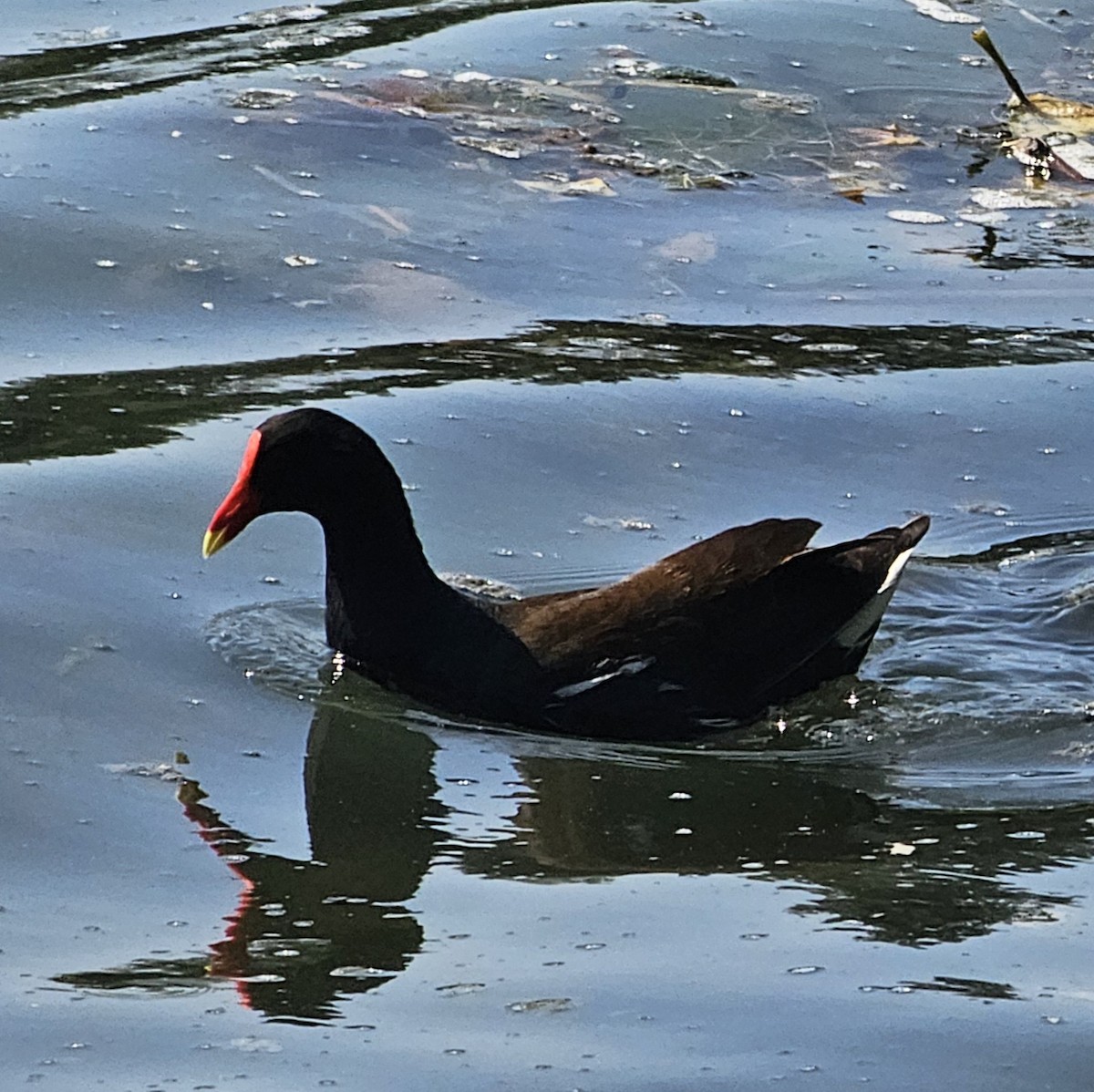 Common Gallinule - Graeme Hinde