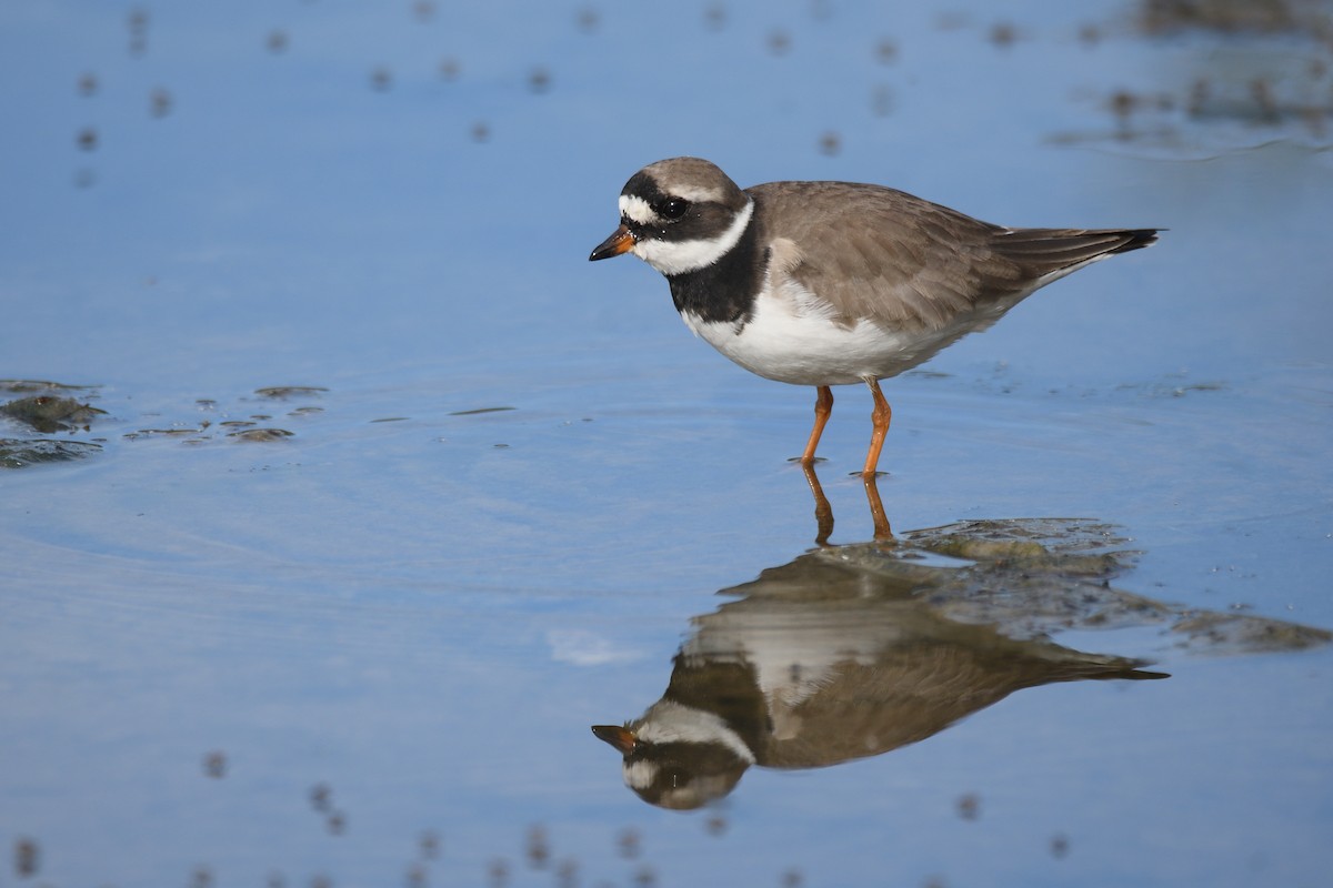 Common Ringed Plover - Santiago Caballero Carrera